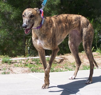 red brindle greyhound