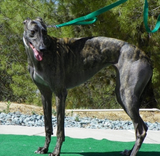 Dark clearance brindle greyhound